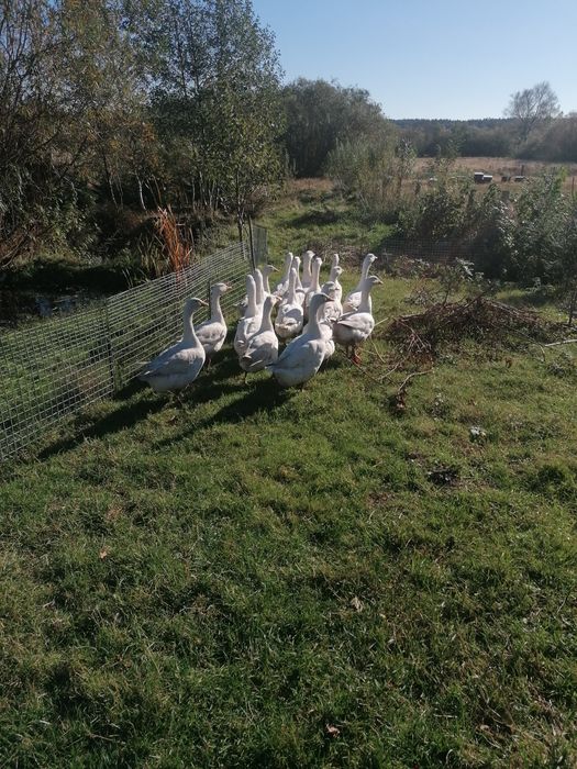 Sprzedam gęsi do uboju