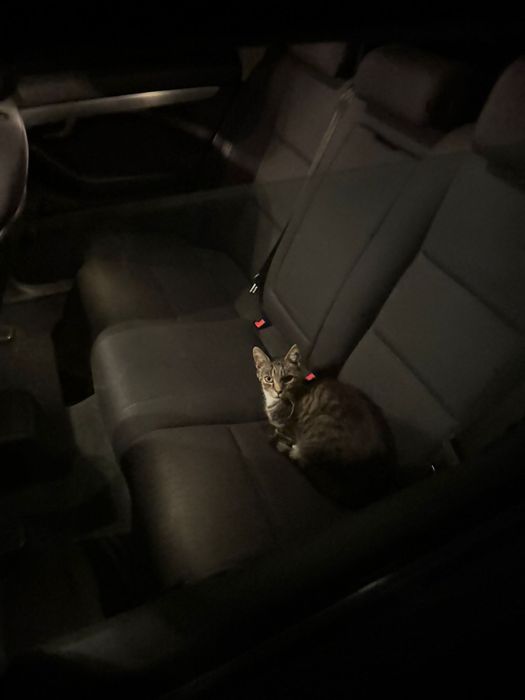 Zaginęła kotka w okolicy WDK w Czyżowicach