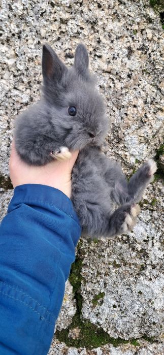 Coelho Anão Angora