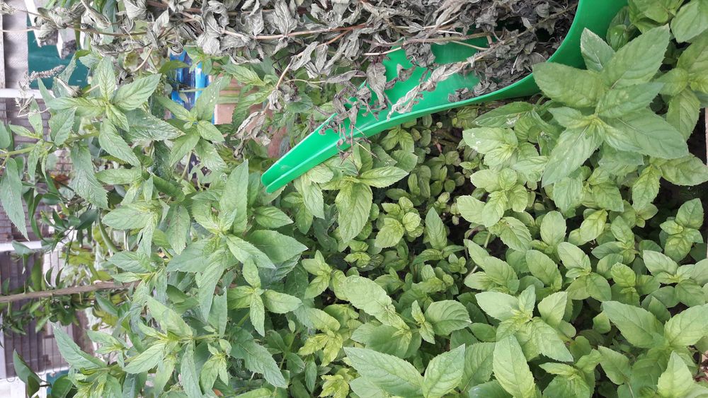 Традесканция ампельная в горшках рассада