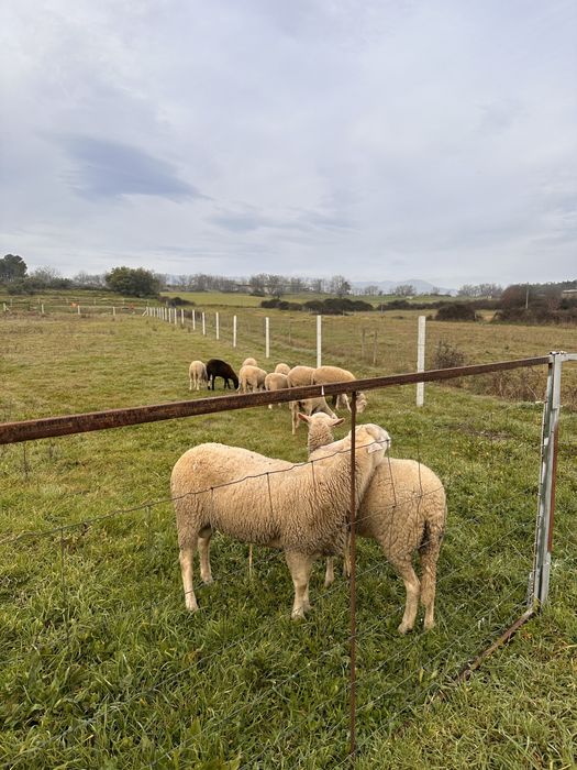 Vendo Carneiro Lacaune