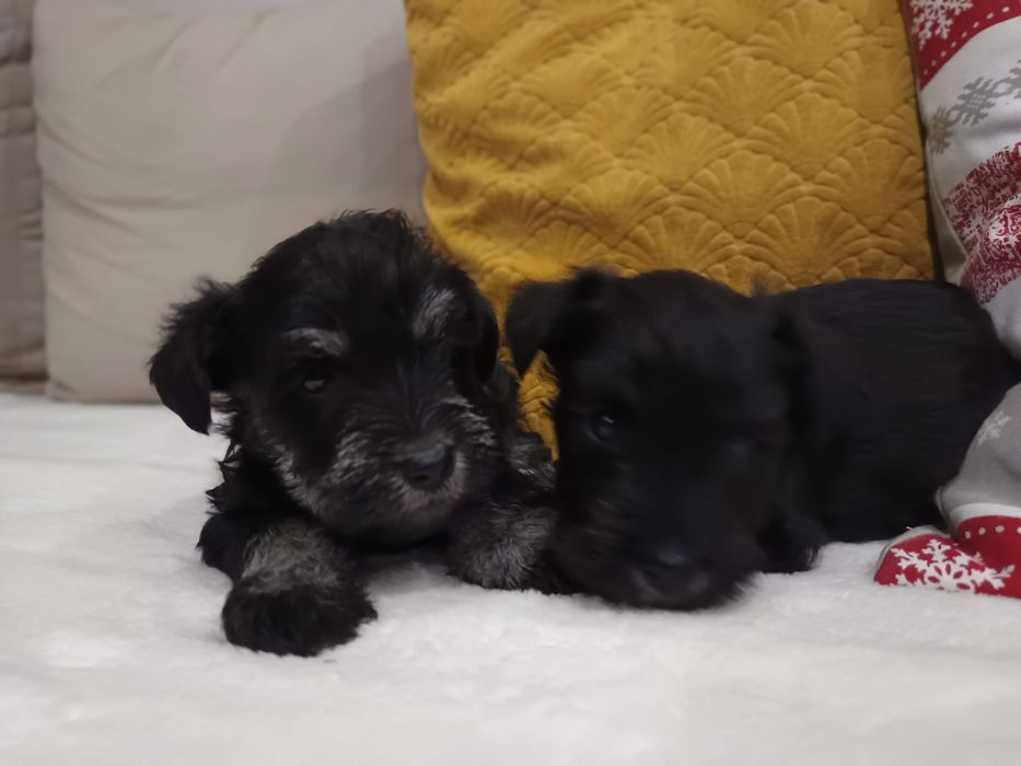 Sznaucer miniaturowy miniatura miniaturka