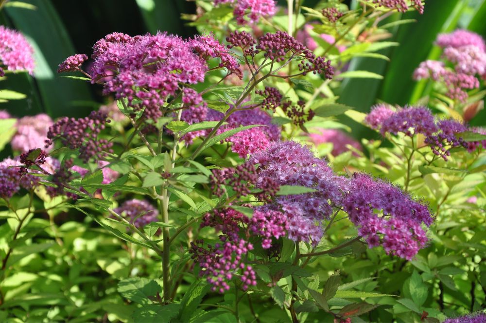 Спірея японська , керія, багаторічні рослини