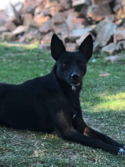 Австралийский келпи