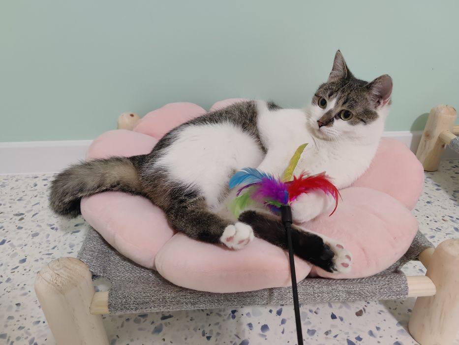 Kot do adopcji - CEDAR, 1.5 roku ,  FELV+