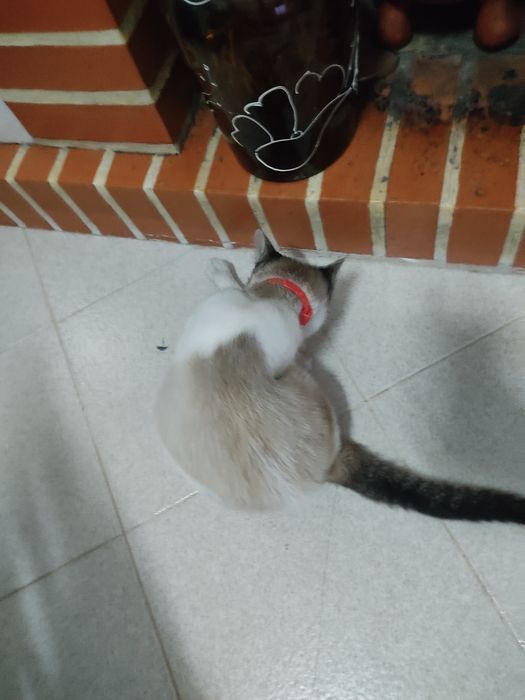 Adoção — Gata jovem esterilizada e desparasitada