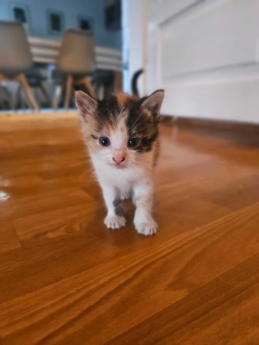 Kocięta do adopcji