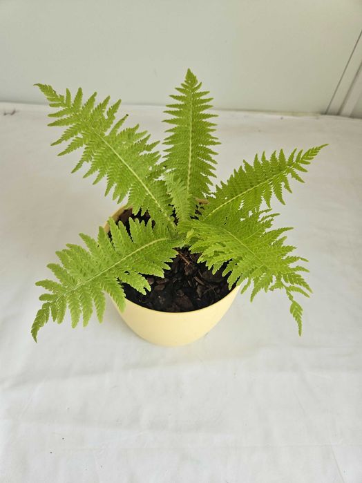 Paproć narecznica samcza 35cm C2 – ozdobna roślina + nawóz gratis