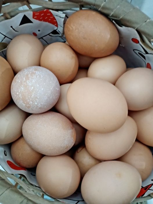 OVOS caseiros de qualidade