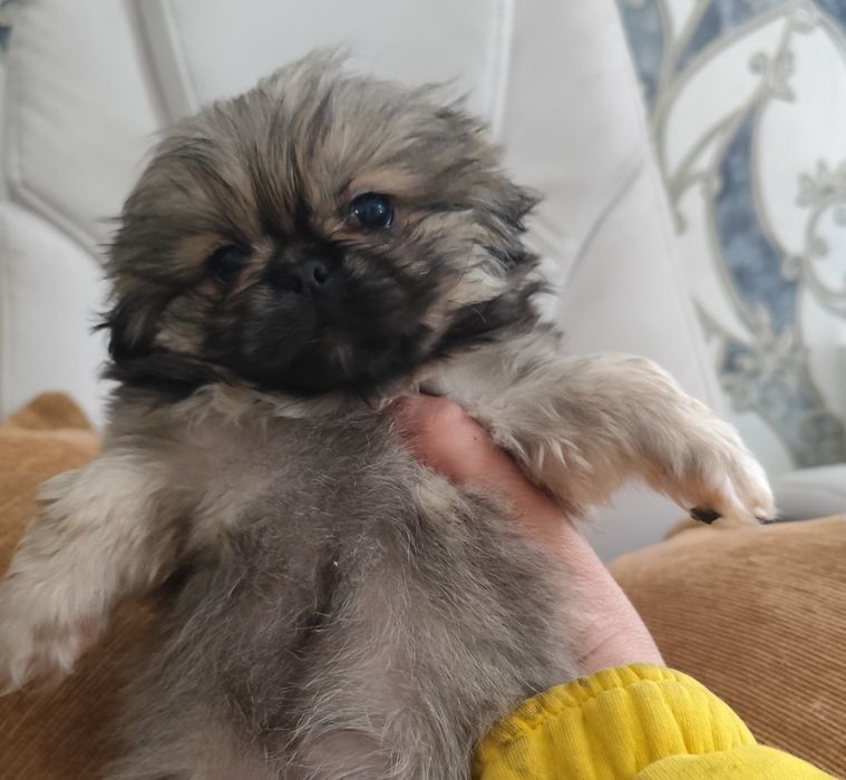 дівчатка карликового  пекінеса