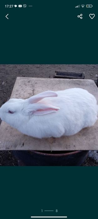 Кидна кролиця 8 місяців