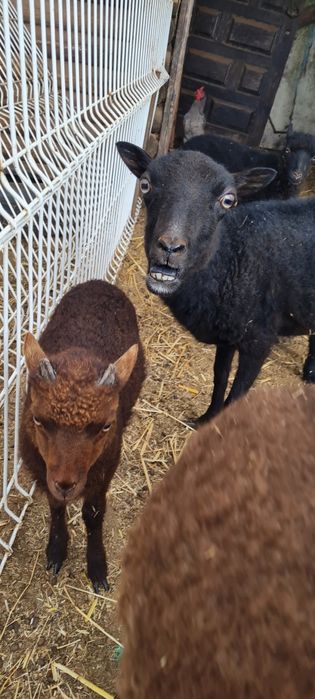 Ovelha Ouessant (ovelhas anãs)