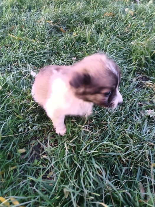 Подарую чотирьох щенят