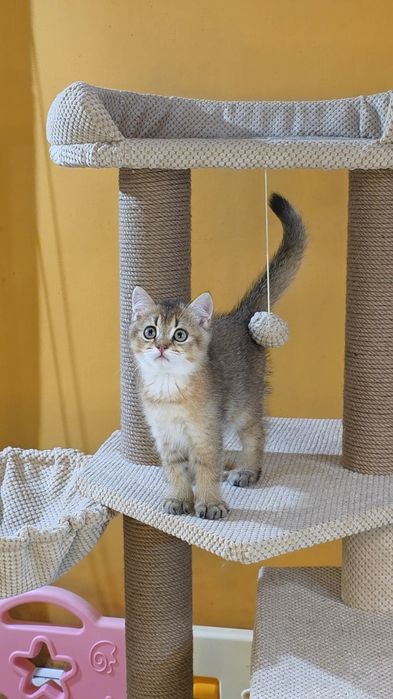 Котик  золота шиншила! Київ, Бориспіль, або відправлю в інше місто