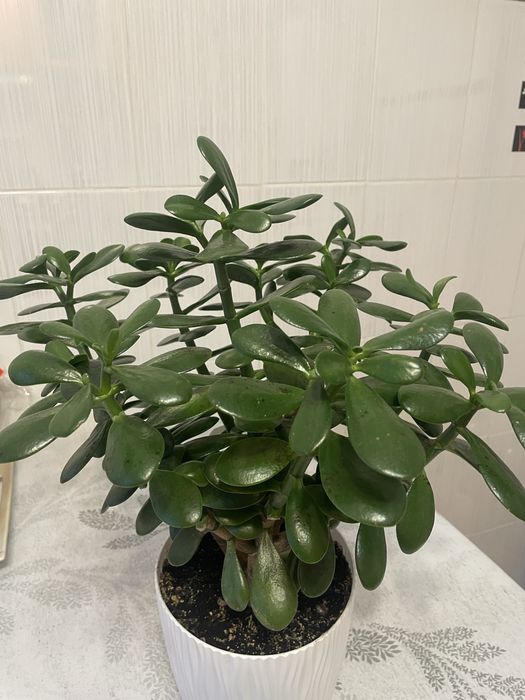 Грошове дерево вазон