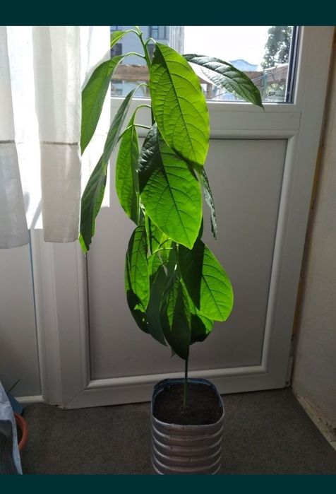 Авокадо дерево в горшке интерьрное растение 68см