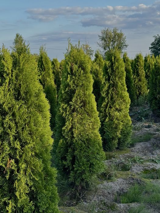 Gęsta Tuja Szmaragd 170-180cm Dostawa Sadzenie Producent
