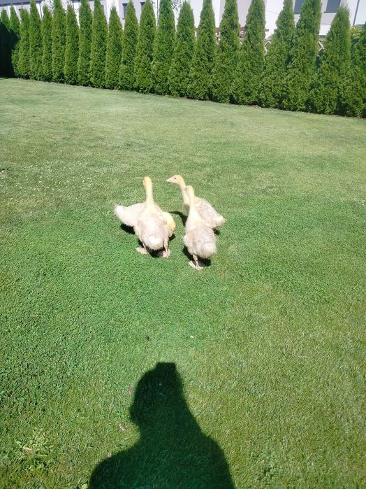 Sprzedam młode gęsi