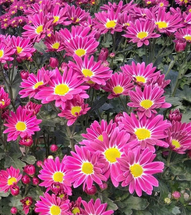 Черенки гікової(букетної) хризантеми