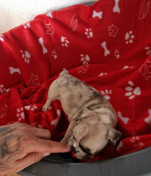 Menino bulldog merle