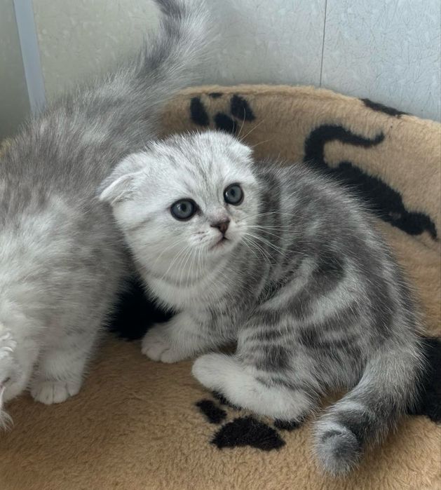 Продам кошеняток