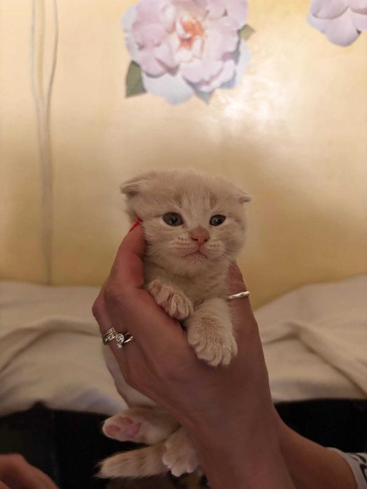 Шотландські висловухі кошенята. Ручні та грайливі!