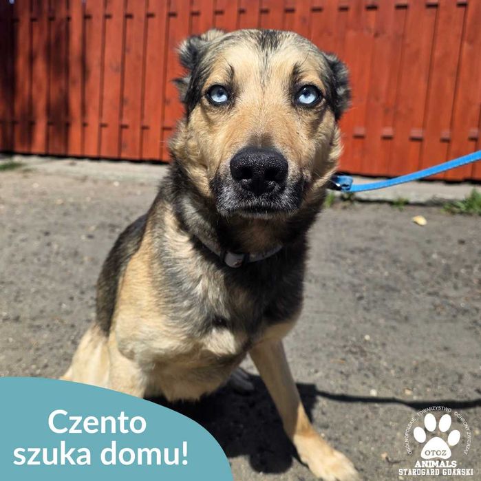 Czento szuka domu!