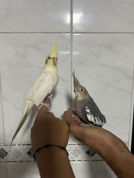 Caturras domesticadas