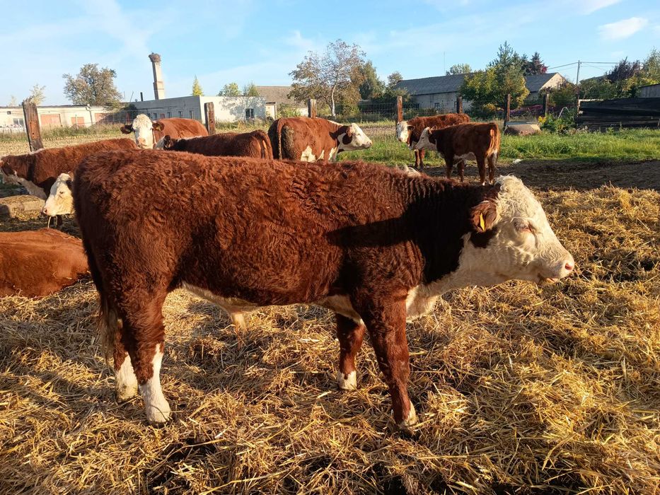 Odsadek mięsny byczek hereford