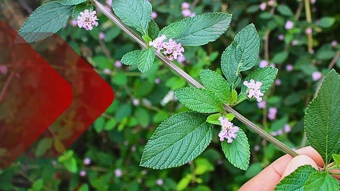 Estaca / Muda de Erva Cidreira Brasileira, Lippia  Alba.