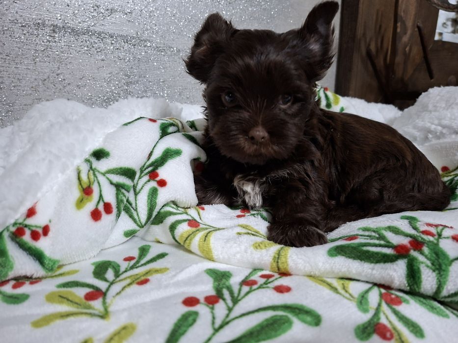 York piesek śliczny