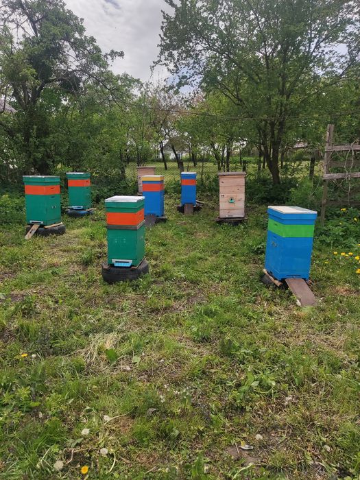 Продам бджлопакати на українську рамку