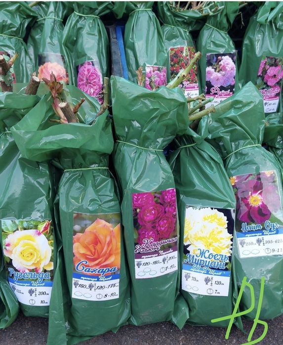 Продам саджанці троянд #гурт #опт