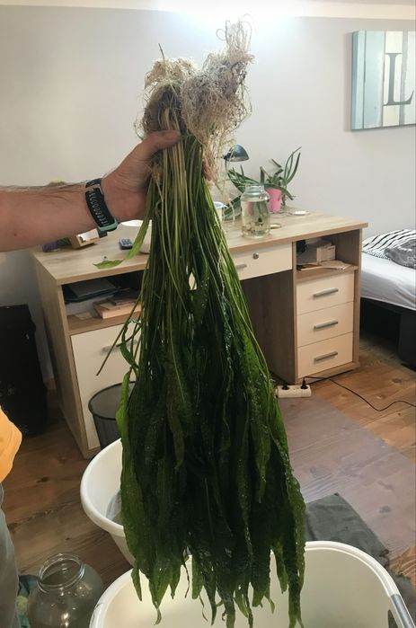 Kryptokoryna karbowana