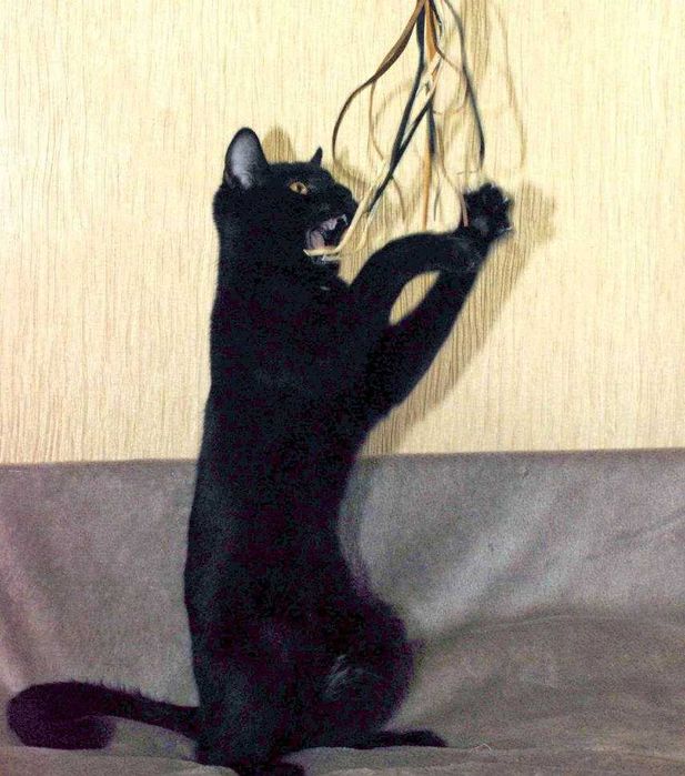 Гарний грайливий котик Франциско чекає на кото-батьків (4 міс.). Кот