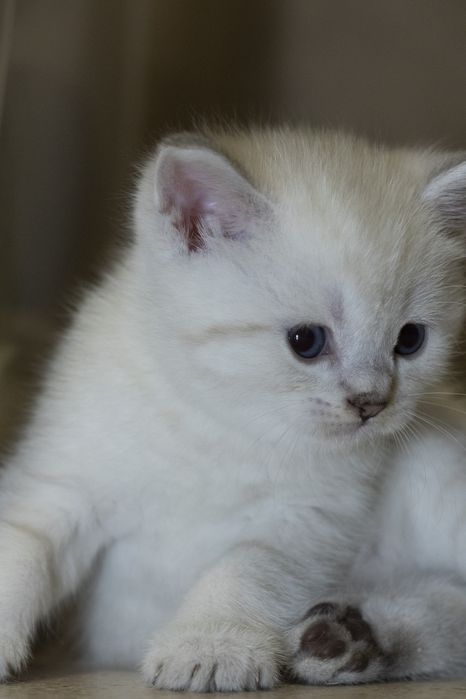 Gatinho scottish Straight