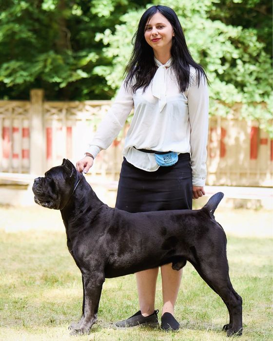 Вязка Кане Корсо Хлопчик з документами КСУ