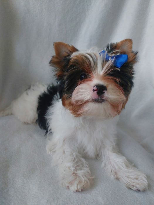 Хлопчик бівер, 3 міс