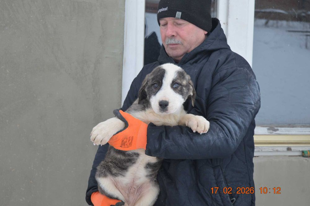 Owczarek środkowoazjatycki szczenię