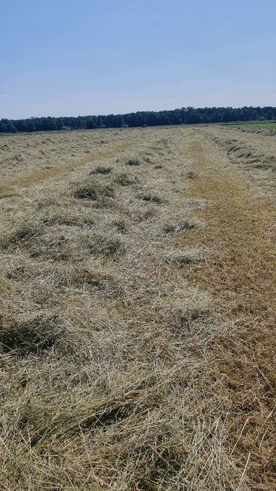 ŚWIEŻE SIANO tegoroczne