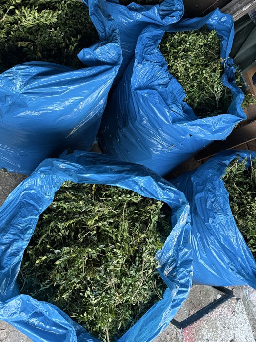 Bukszpan ciety na wage