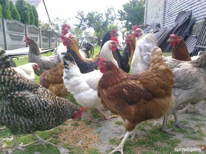 Ferma sprzeda kury d79