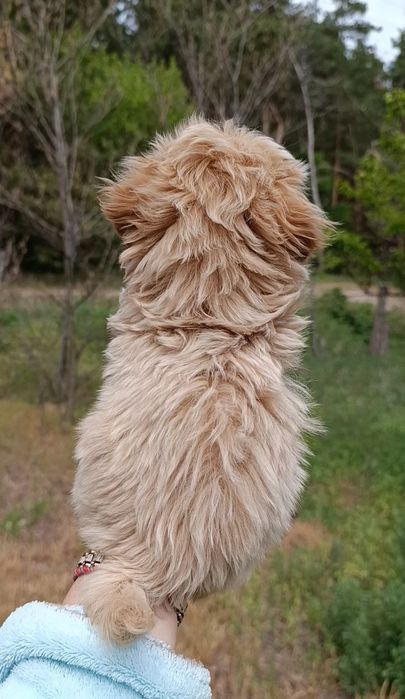 Микро девочка мальтипу F1