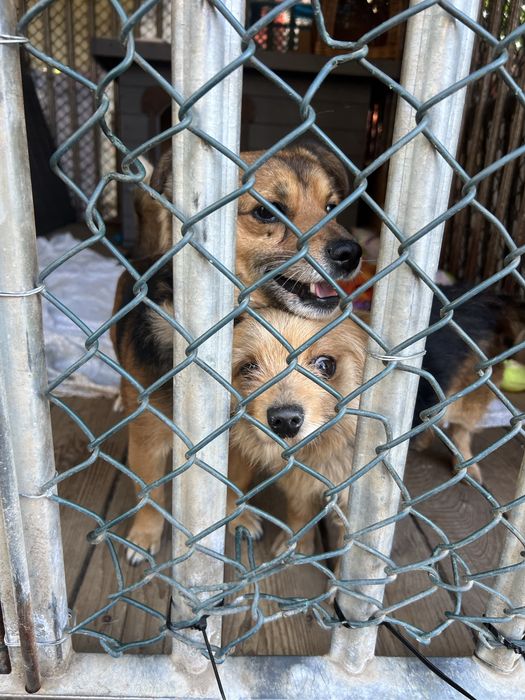 Do adopcj maly psiak Dolar
