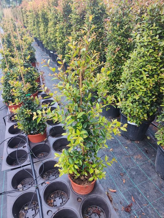 Eugenia Newport 50CM-100CM-150CM-200CM-250CM-300CM-350CM-400CM