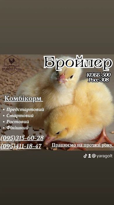 Бройлер щотижня.