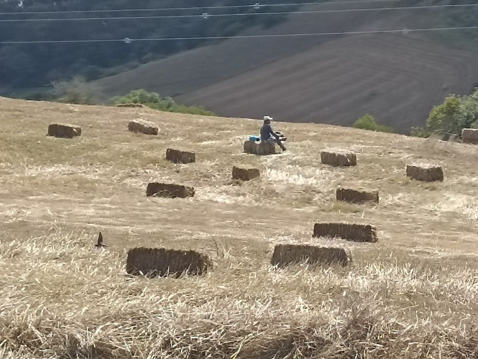 Fardos Feno pequeno de Azevem