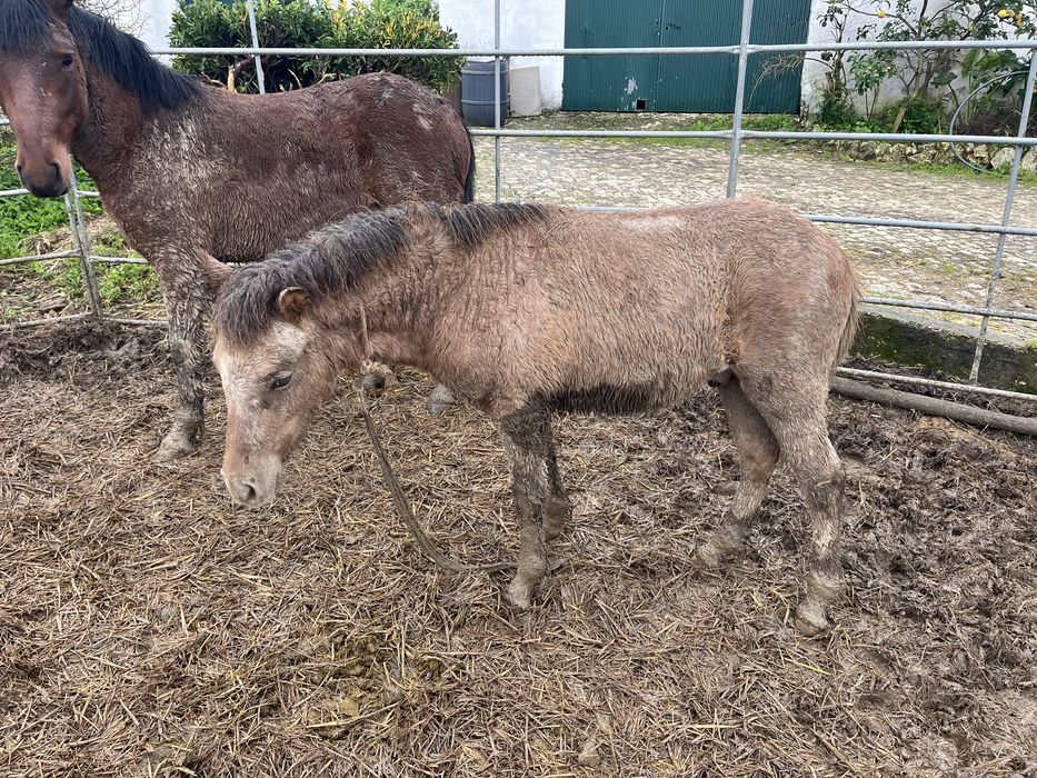 Vendo ponei macho 8 meses