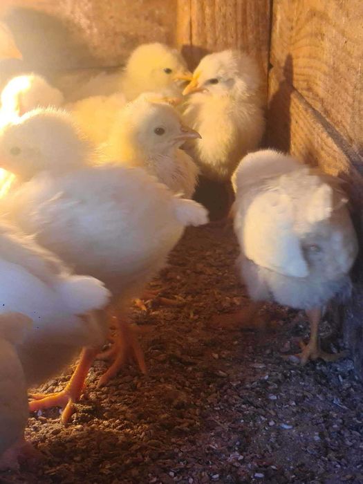 leghorny jaja lęgowe