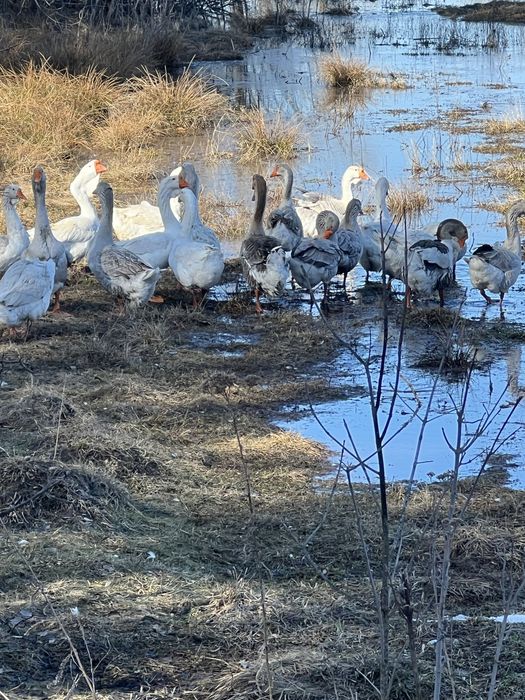 Продам инкубационно яйцо и гусаков  холмогоров